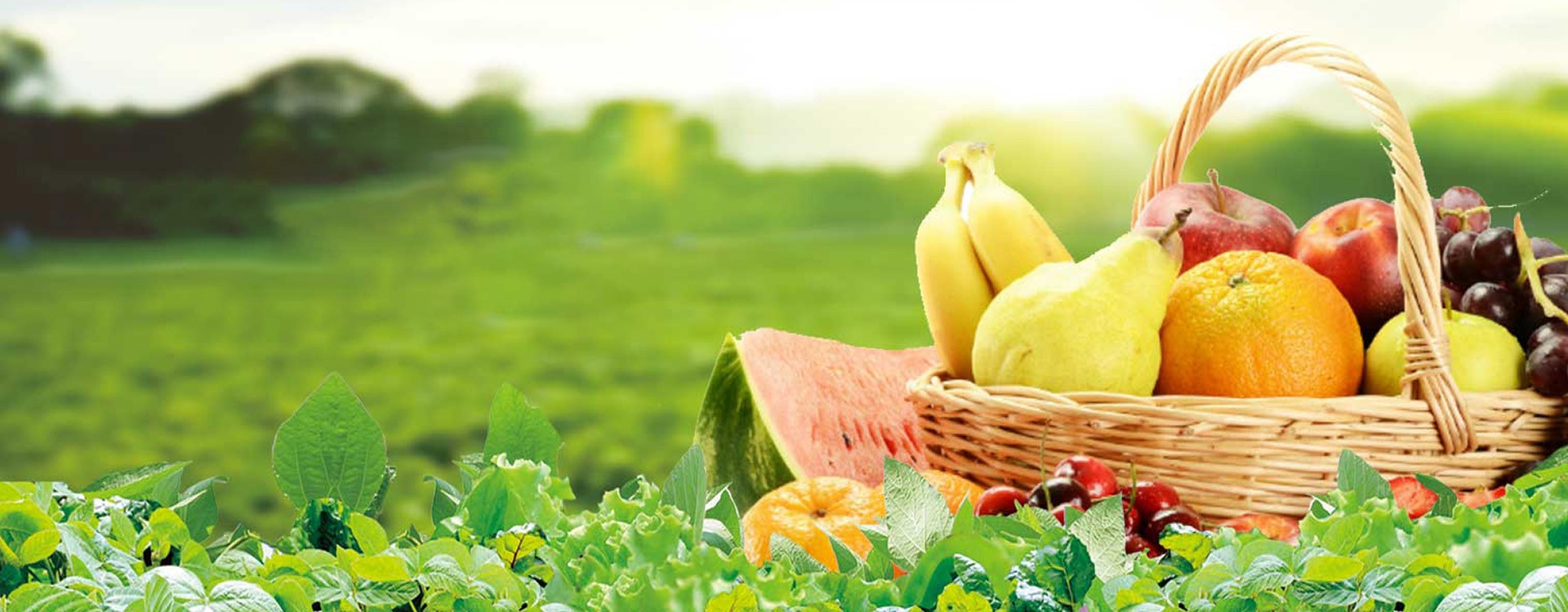 綠色防控   安全、安心、健康